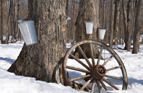 Maple, New Hampshire’s Medicine of Connection