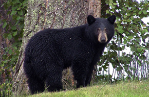 Time with Bear: How Black Bears Live